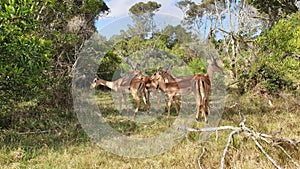 Herd of impalas in a field covered in greenery in Kragga Kamma Park, South Africa