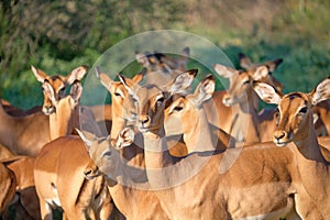Herd of impalas