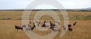 A herd of impalas in masai mara game park