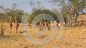 Herd of impalas in savanna