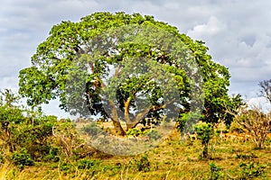 Herd of Impalas seeking shade under a large tree in the savanna region of central Kruger National Park