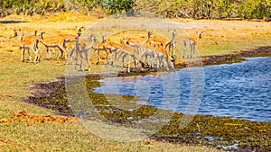 Herd of impalas at waterhole, Etosha National Park, Namibia, Africa.