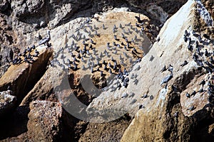 Herd Inca tern, Larosterna inca, the reservation Isla de Ballestas, Peru