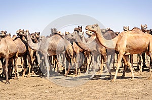 Herd of Indian Camels, Camelus dromedarius,