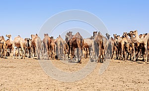 Herd of Indian Camels, Camelus dromedarius,