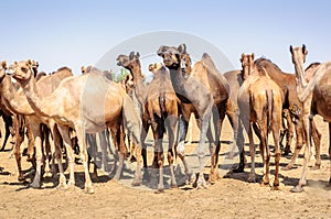 Herd of Indian Camels, Camelus dromedarius,