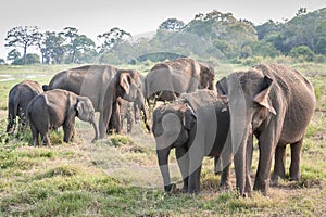 Herd of Indian elephants Elephas maximus in natural habitat, Minneriya National Park, Sri Lanka