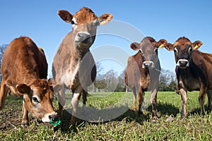 Herd of jersey cows photo
