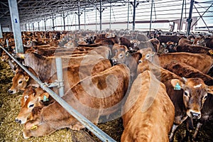 Herd of Jersey dairy cows in a free livestock stall