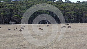 Herd of  Kangaroos