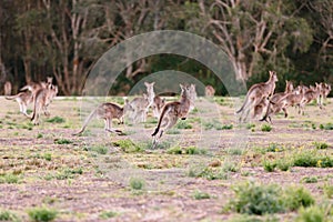 Herd of kangaroos run away