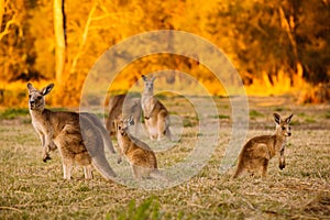 Herd of kangaroos at twilight