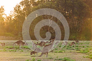 Herd of kangaroos at twilight