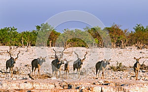 A Herd of Kudu on the plains in Etosha