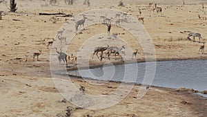 Herd of Kudu and spingbok drinking from waterhole, Africa safari wildlife