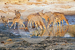 Herd of kudu at a watering hole