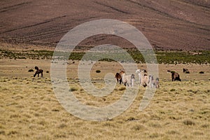 Herd of lamas alpacas in Aguanapampa area at bolivian Altipla