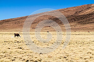 Herd of lamas alpacas in Aguanapampa area at bolivian Altipla