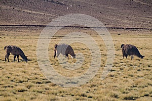 Herd of lamas alpacas in Aguanapampa area at bolivian Altipla