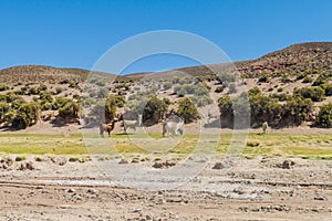 Herd of lamas alpacas in Aguanapampa area at bolivian Altipla