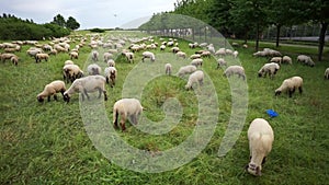 The herd of lambs is grazed on a meadow on the suburb of the Hannover city