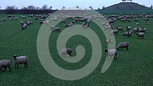 The herd of lambs is grazed on a meadow on the suburb of the Hannover city.