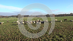 The herd of lambs is grazed on a meadow on the suburb of the Hannover city.