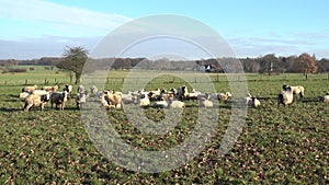 The herd of lambs is grazed on a meadow on the suburb of the Hannover city.