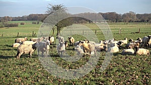 The herd of lambs is grazed on a meadow on the suburb of the Hannover city.