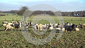 The herd of lambs is grazed on a meadow on the suburb of the Hannover city.