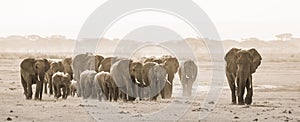 Herd of wild elephants in Amboseli National Park, Kemya. photo