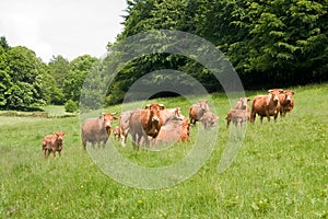 Herd of limousin cow photo