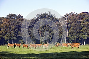 Herd of limousin cows near forest om utrechtse heuvelrug near Do