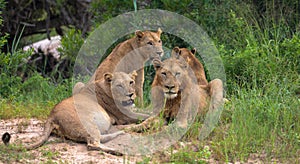 A herd of lions resting under a tree in the African savanna