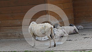 Herd of little white lambs and big sheep on a sheep farm