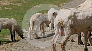 Herd of little white lambs and big sheep on a sheep farm