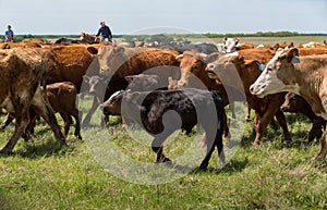 Herd of livestock moved to new pasture on the cattle ranch