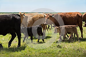 Herd of livestock moved to new pasture on the cattle ranch