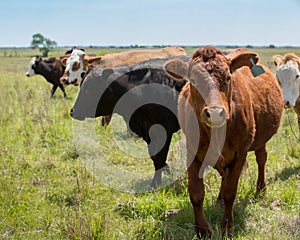 Herd of livestock moved to new pasture on the cattle ranch