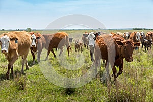 Herd of livestock moved to new pasture on the cattle ranch