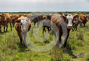 Herd of livestock moved to new pasture on the cattle ranch