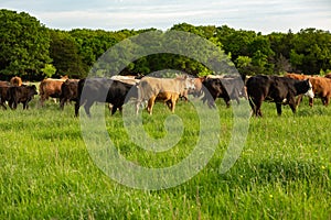 Herd of livestock on new pasture on the cattle ranch