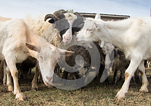 Herd of  livestock sheep and goats