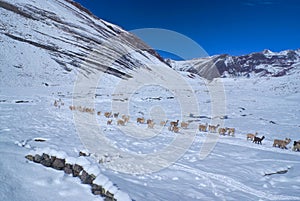 Herd of Llamas in Andes