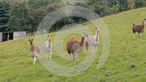 Herd of llamas grazing in British field