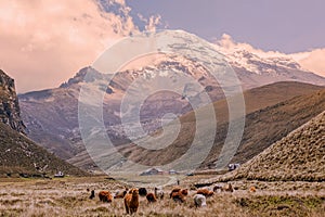 Herd Of Llamas Grazing At Chimborazo Volcano