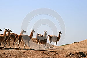 A herd of llamas (Guanaco)
