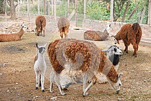 A herd of Llamas including a cria in a farm. photo
