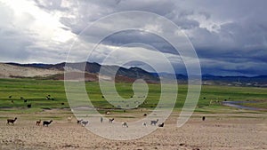 Herd of Llamas running on altiplano in Bolivia