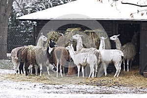 A herd of llamas at the zoo. Warsaw, Poland